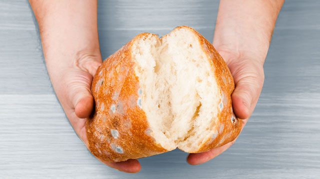 Bread mold experiment teaches the importance of handwashing