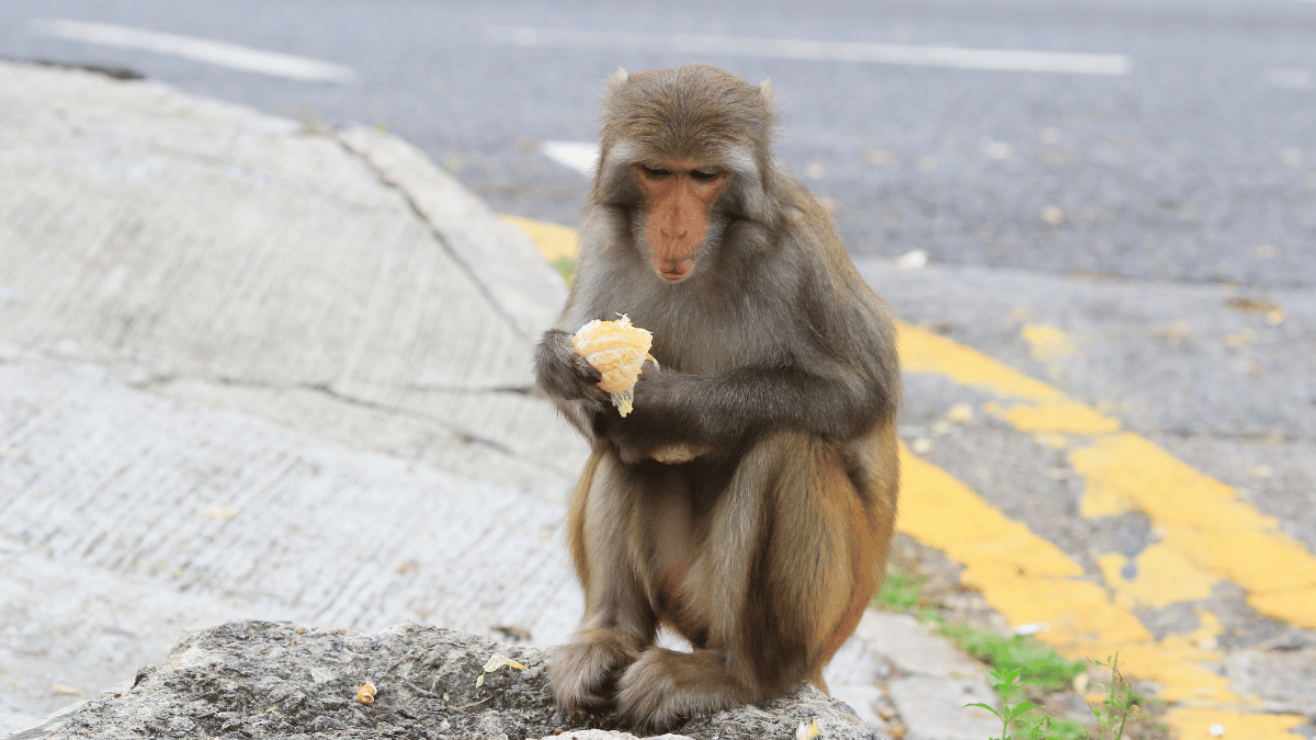 Macaque monkey eating an orange in Kam Shan Country Park.png  