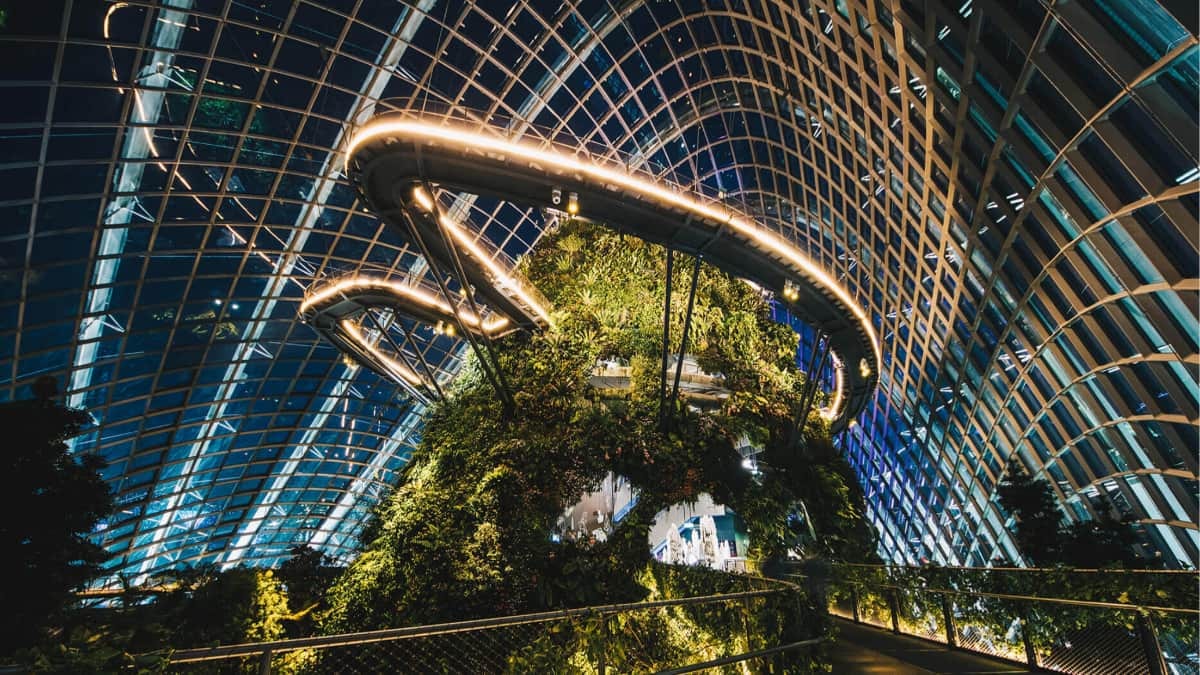 Cloud Forest at night.