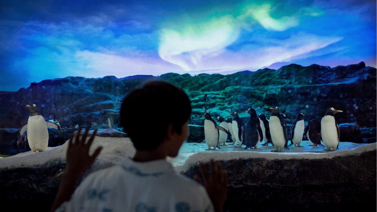 Child observes penguins