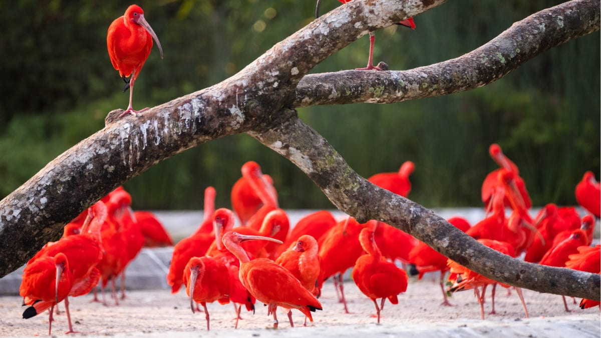 Group of red birds