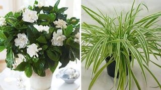 6 More Household Plants To Help You Sleep Better
