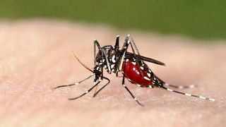 Another Type of Mosquito Could Carry Zika -- and It Is Here in PH