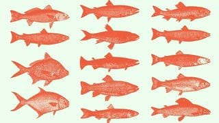 Know the Different Kinds of Fish and How to Cook Them