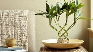 5 Houseplants That Will Bring You Good Luck