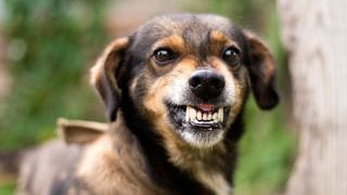 Every Parent Must Teach a Child This When Faced With an Angry Dog