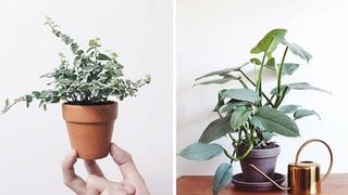 6 Plants That Can Grow Even In Dark Corners