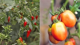 6 Vegetables That Are Easy To Grow At Home