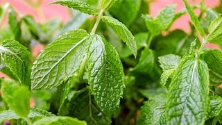 Keep Dengue Away! Try These 7 Plants to Repel Mosquitoes
