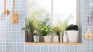 Instant Makeover! 8 Plants That Can Survive in the Bathroom