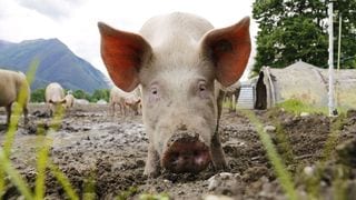 Swine Fever Confirmed in Quezon City: How to Buy Safe Pork