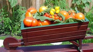 How to Grow your Own Organic Garden at Home