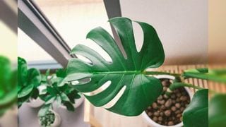 10 Low Maintenance Houseplants You Or Your Friend Cannot Kill