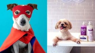 This Pet Village in Pasig Is A Fur-Parent's Haven