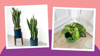 Hirap Makatulog? 8 Indoor Plants That Can Help You Sleep Better