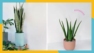 Perfect For Beginners! Mga Halamang Hindi Madaling Mamatay