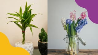 Never Kill A Houseplant Again! 6 No-Soil Indoor Plants That Only Need Water To Grow