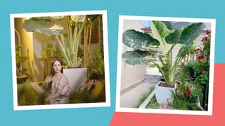 Plantitas Green With Envy After Seeing Jinkee Pacquiao's Plant Worth P20,000