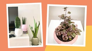 How To Avoid Overwatering Indoor Plants So They Don’t Die On You