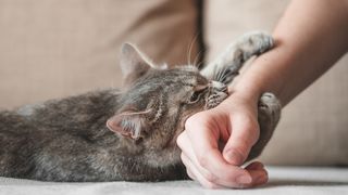 Kailan Dapat Mabahala Sa Kalmot Ng Pusa: 6 Senyales Ng Cat Scratch Disease