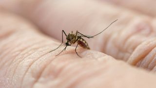 Dengue Alert! Nagtala Ng 422 Kaso Sa Cebu City Sa Loob Lamang Ng Halos 5 Buwan Ng 2022