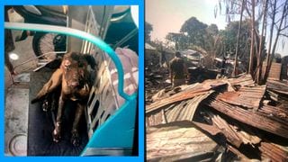 5-Year-Old Child In GenSan Saved From Fire By A Four-Month-Old Puppy