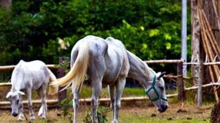Around Town: Fun Farm in Sta. Elena