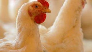 Health Alert: Bird Flu Case Confirmed in Hong Kong