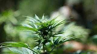 Parents for Medical Marijuana: A Growing Movement